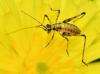 Phaneroptera sp.